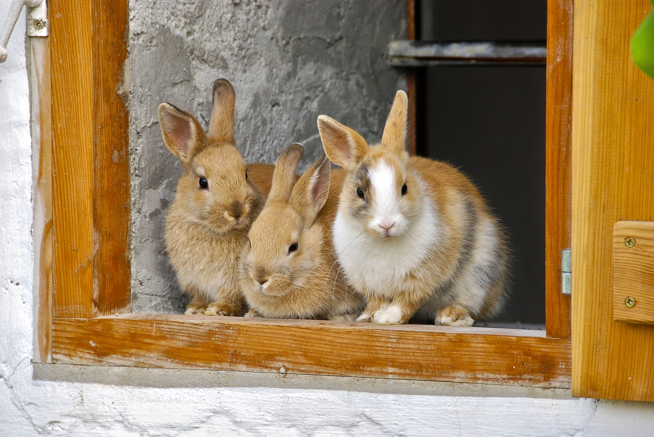 Kastration weiblicher Kaninchen