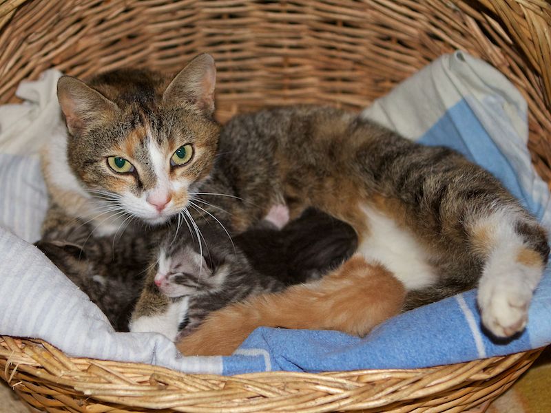 Fay und ihre Kitten