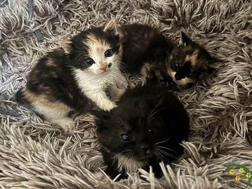 katzenbabies