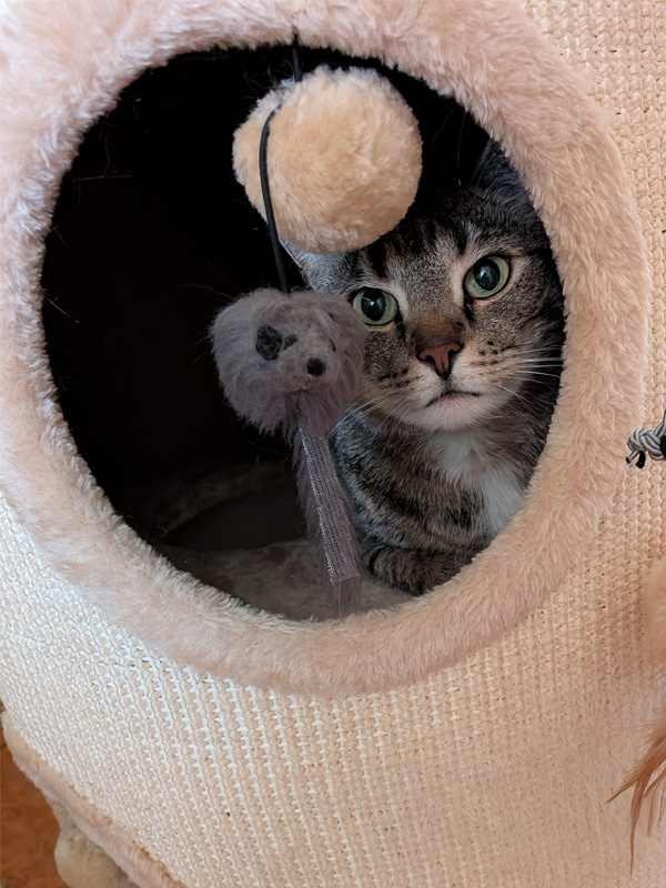 katze max aus dem tierheim