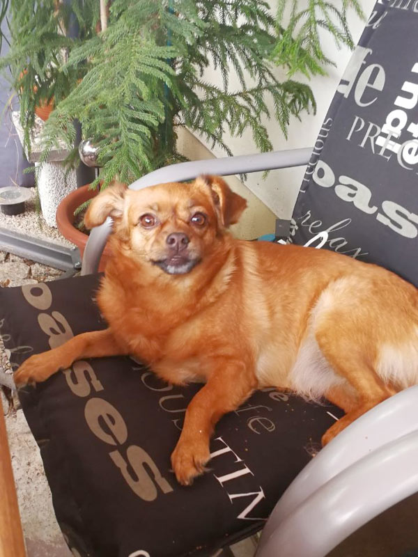 sternenhund cora