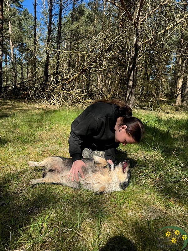 hund solo tierheim brandenburg 1