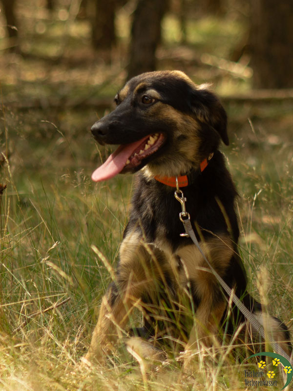hund aus tierheim kira