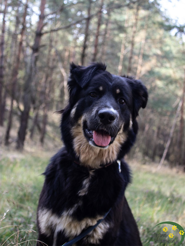 hund aus tierheim lana