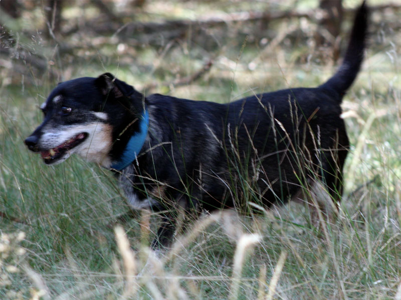 Hund aus Tieheim Verlorenwasser