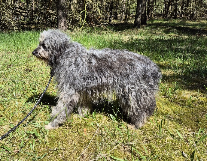 hund aus tierheim brandenburg gina 2