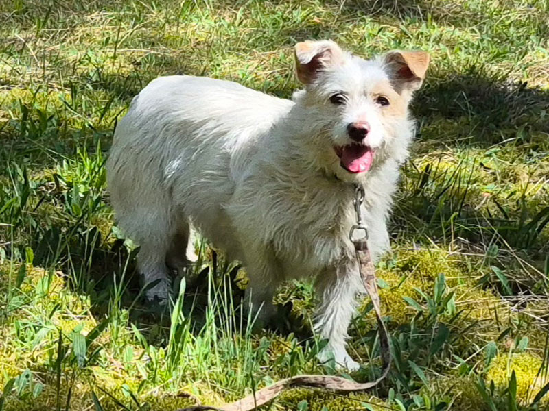 hund aus tierheim brandenburg anni 1