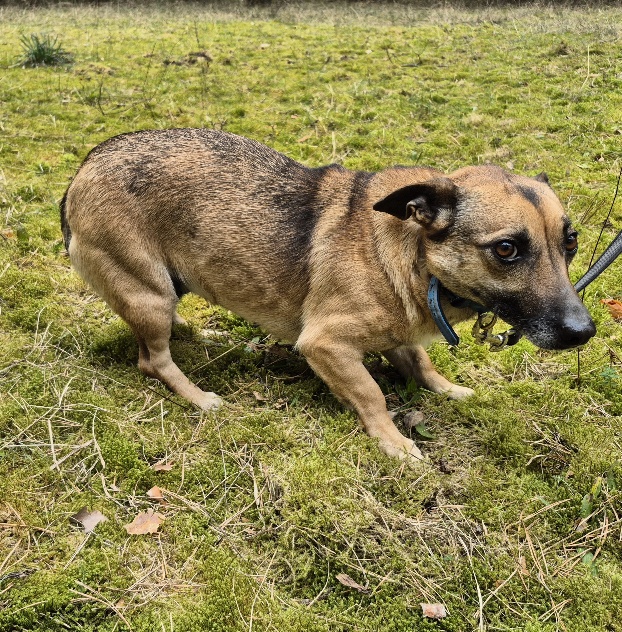 alia hund aus tierheim brandenburg