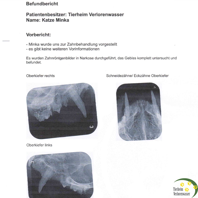befund katze minka 1