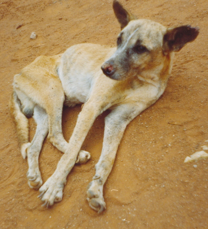 Canine Viscerale Leishmaniose