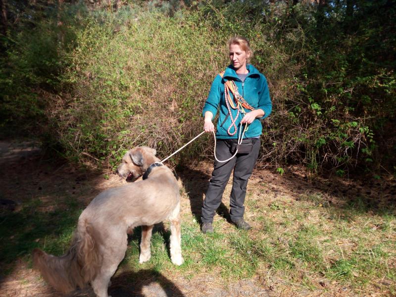 Keine Angst vor großen Hunden