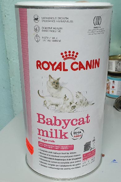 Kitten-Milch