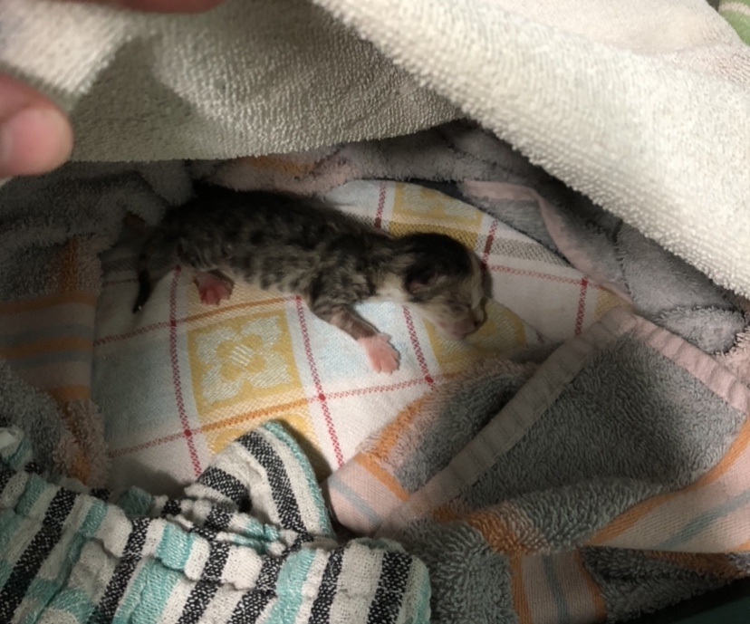 Ein kleines Würmchen