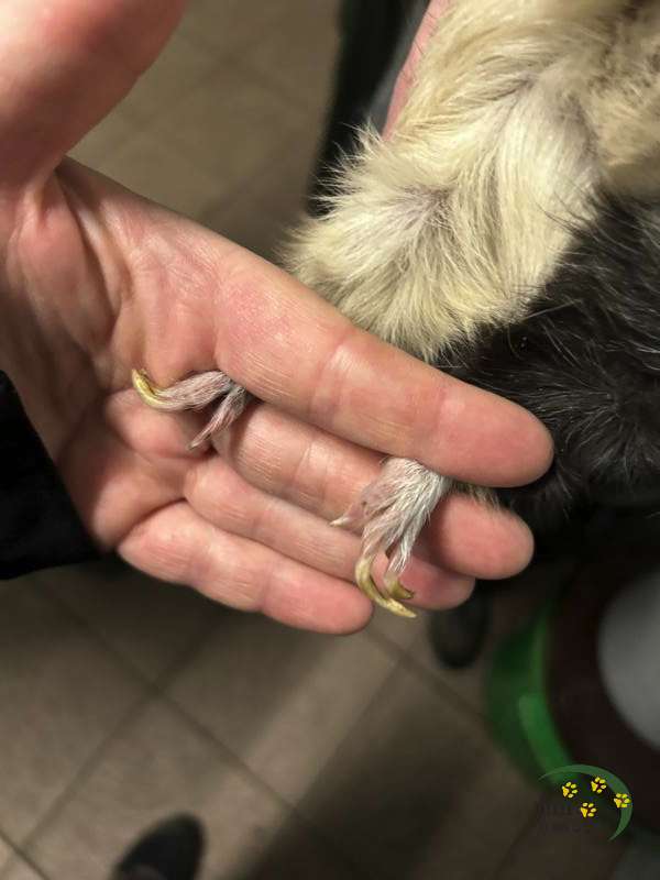 Vernachlässigte Meerschweinchen