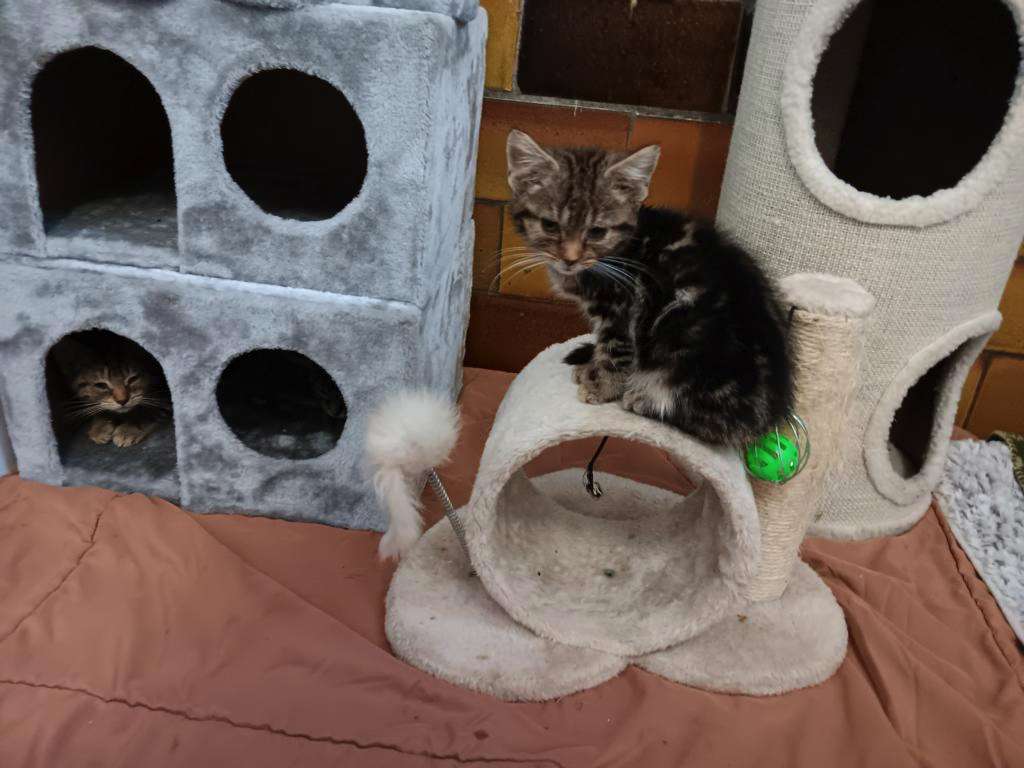 Wieder Animal Hording