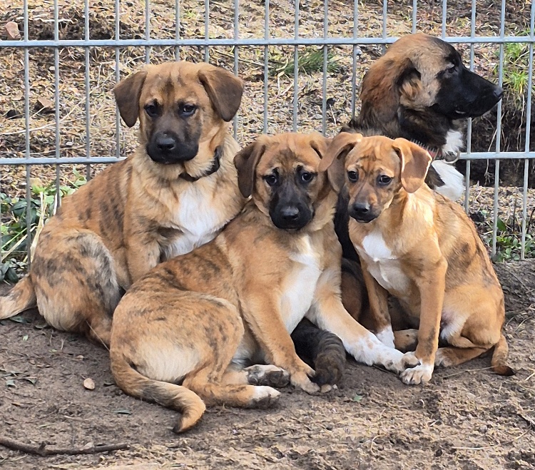 junge hunde aus dem tierheim
