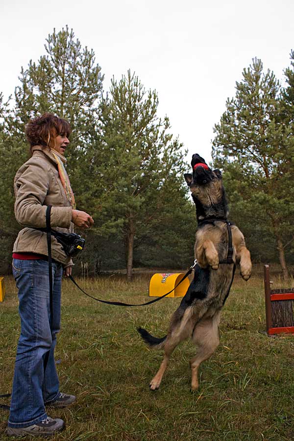 Hundetraining