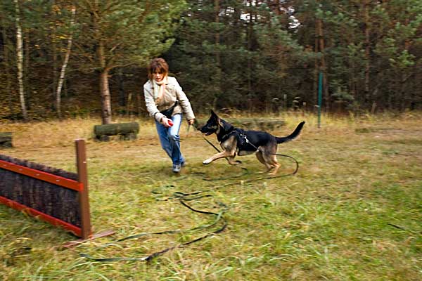 Hundetraining