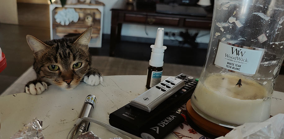 katze aus dem Tierheim Minki - Tierheim Brandenburg, nahe Berlin