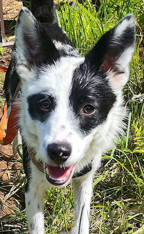 tierheimhund paula - Tierheim Brandenburg, nahe Berlin