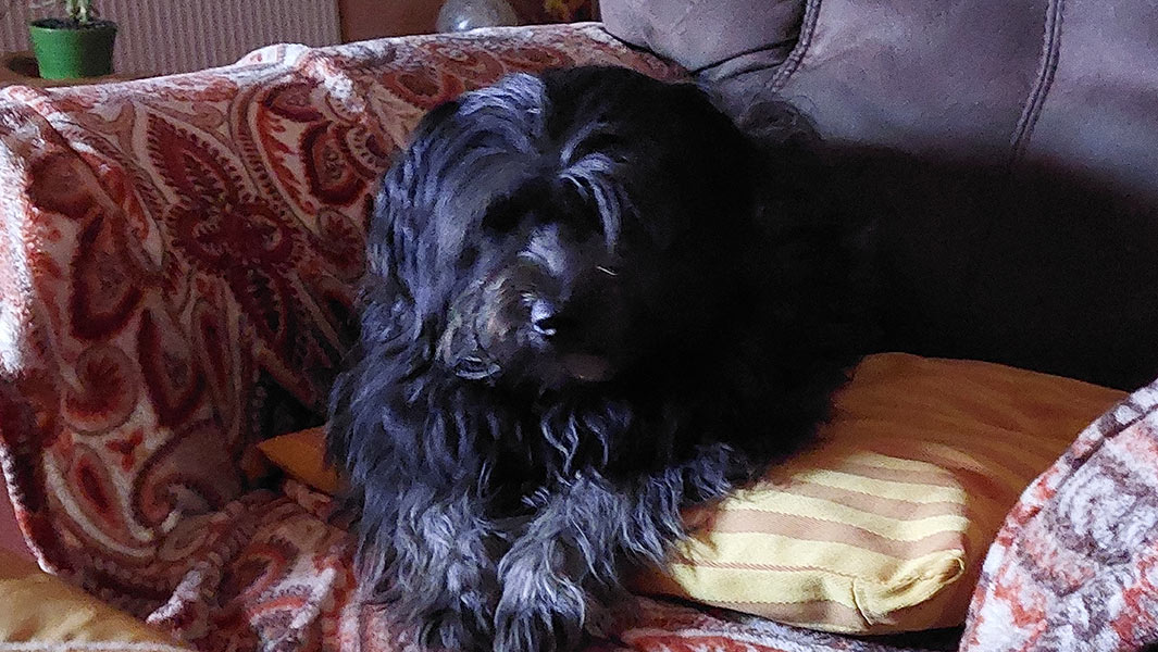 tierheimhund leonie - aus dem Tierheim Brandenburg, nahe Berlin