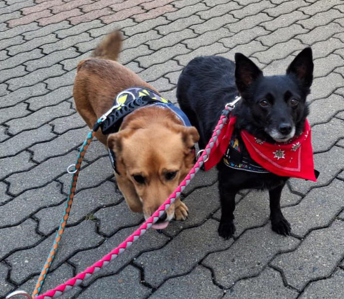 Tierheimhunde Nuri und Patrick