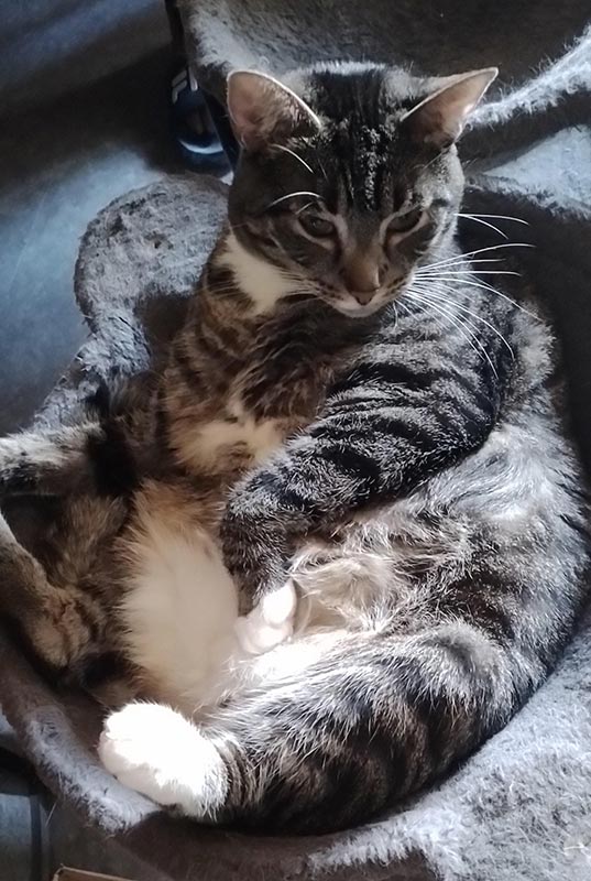 katzen aus dem tierheim Brandenburg