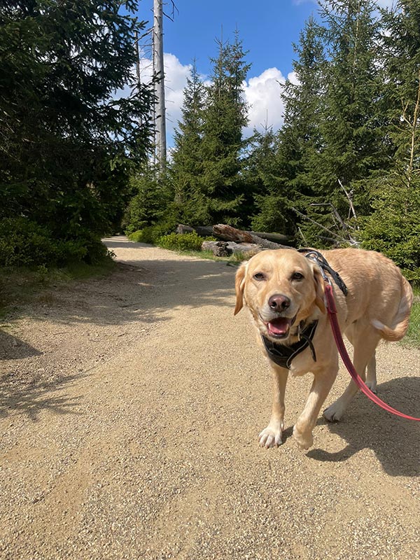 hund aus tierheim sally 1