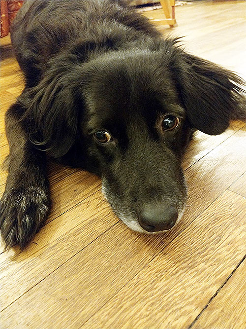 Tierheimhund Mike, Tierheim Brandenburg, Berlin