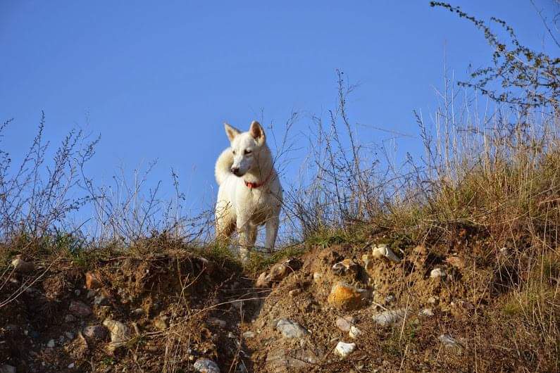 tierheimhund lupi, Tierheim Brandenburg, nahe Berlin
