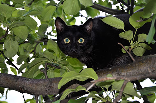 katze auf dem baum