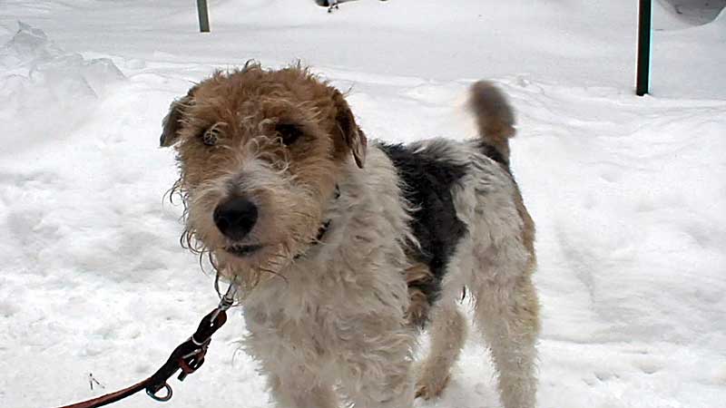 Post für Herrn Foxi