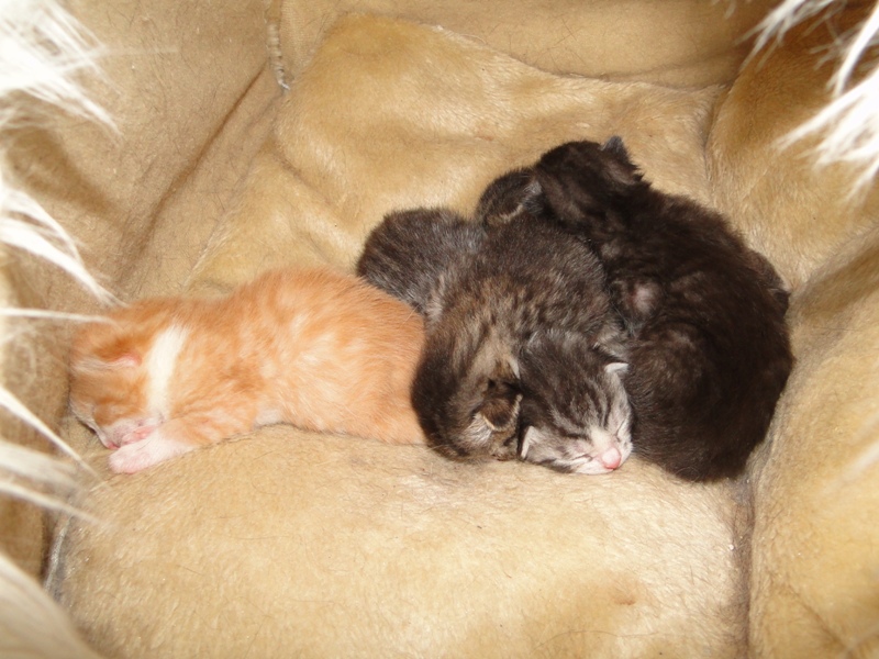 5fe in der Kuschelhöhle